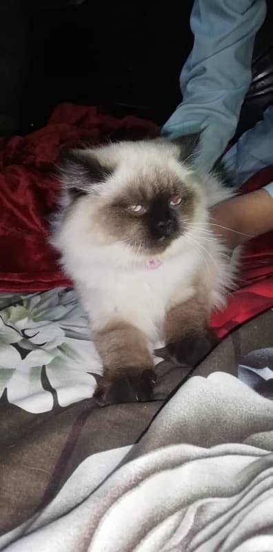 Persian cat / Persian kittens / triple coated / punch face/ peki face 3