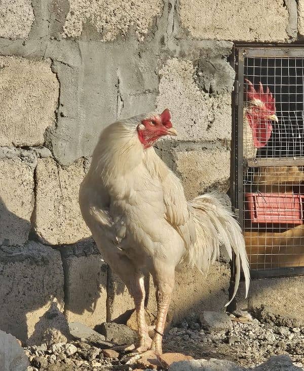 aseel and imported hen pair for discount sale 18