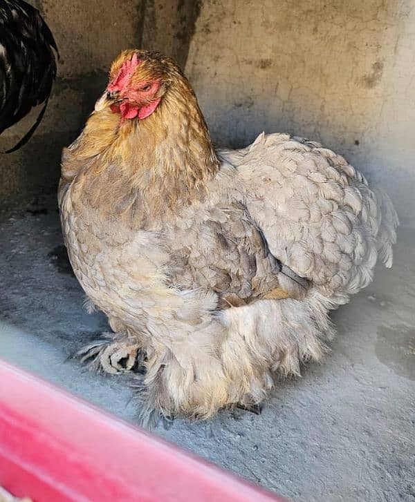 aseel and imported hen pair for discount sale 19