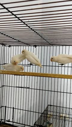 Lovebirds albino split red eye