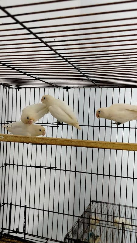 Lovebirds albino split red eye 0