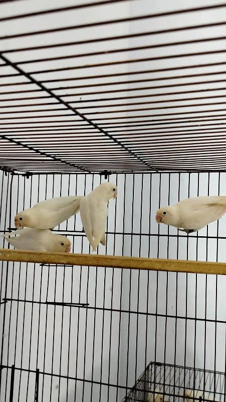 Lovebirds albino split red eye 1