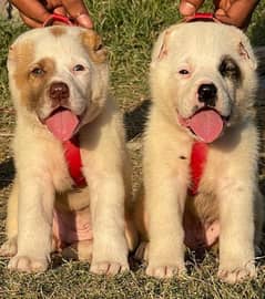 alabai security dog 2 month pair for sale heavy bone