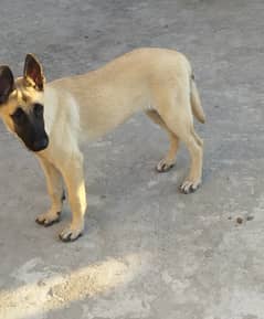 Supreme Quality Female Belgian Malinois Puppy/ Belgian puppies /K9 dog