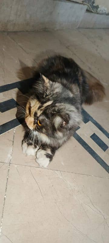 4 months doll face Persian cat 2