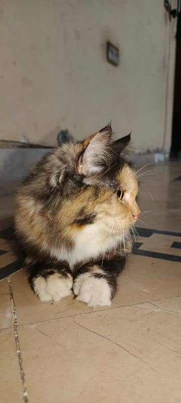 4 months doll face Persian cat 3