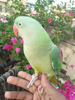 hand tame raw parrot