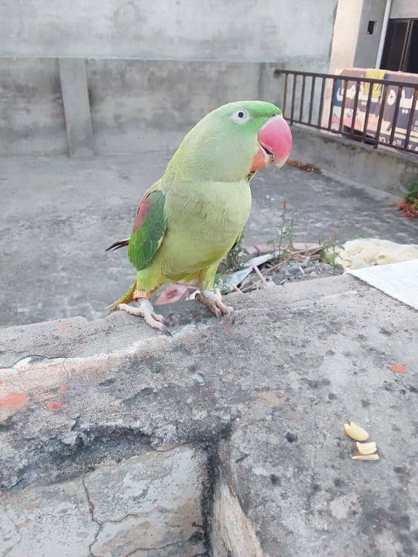 hand tame raw parrot 1