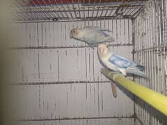 blue dilute female and Blue pastel female