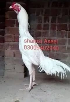 top quality white heera Aseel phatay and chiks