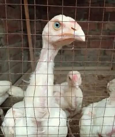 top quality white heera Aseel chiks WhatsApp 0/3/0/0/9/4/0/2/9/4/0