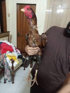 peela aseel murg 0