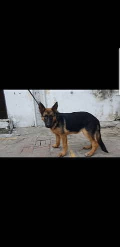 German shephered puppies are available for sale