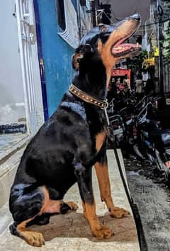 Doberman male