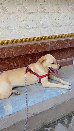 labrador female puppy available 0