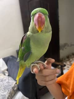 Raw Parrot female hand tame