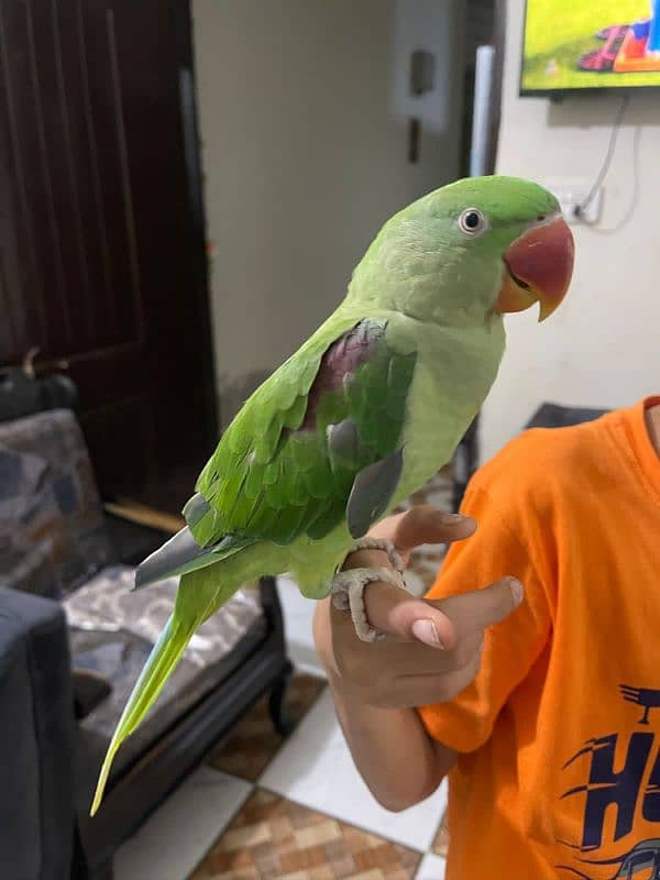 Raw Parrot female hand tame 1