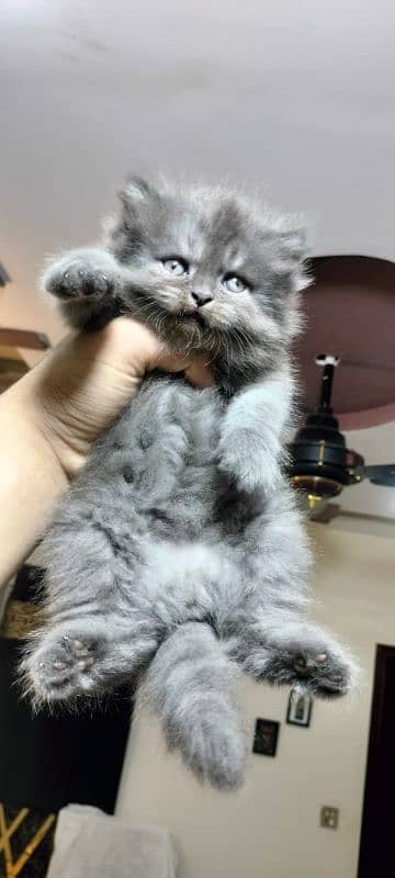 Persian kittens triple coat male, female 0