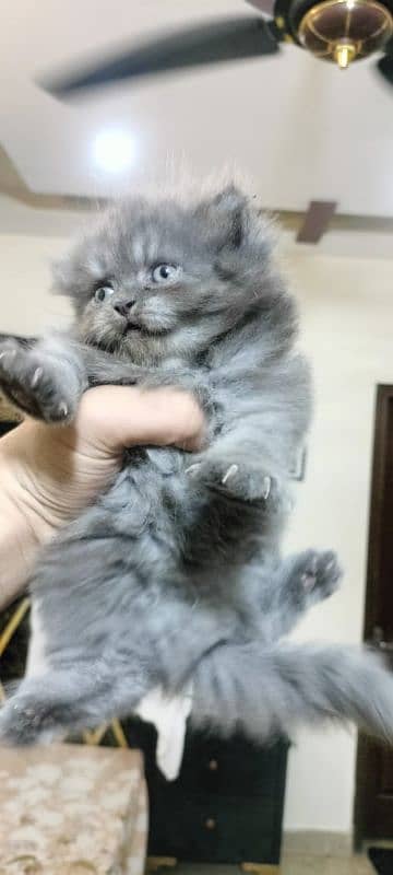 Persian kittens triple coat male, female 2