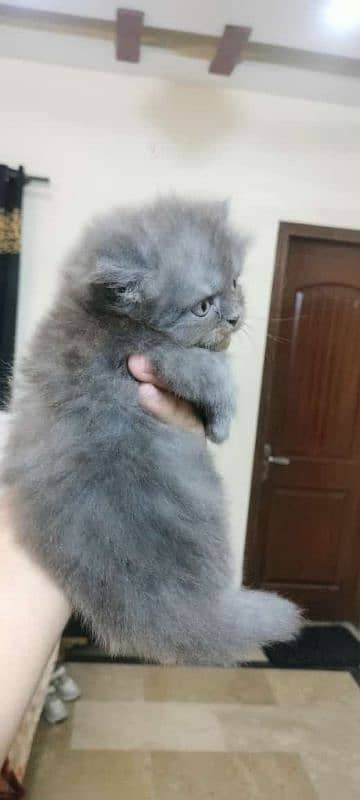 Persian kittens triple coat male, female 3