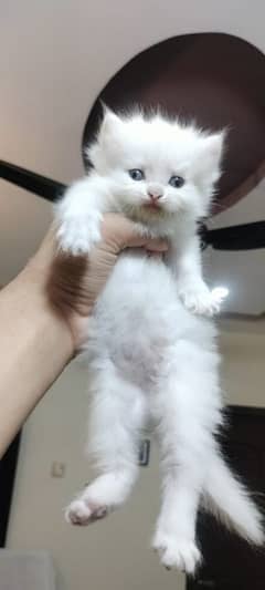 Persian kitten triple coat female