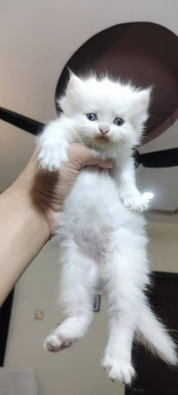 Persian kittens triple coat male, female 4