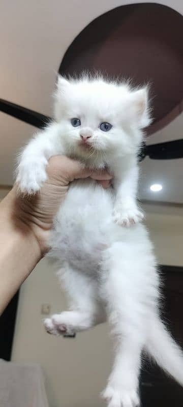 Persian kittens triple coat male, female 5