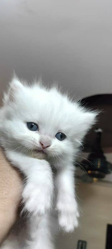 Persian kittens triple coat male, female 6