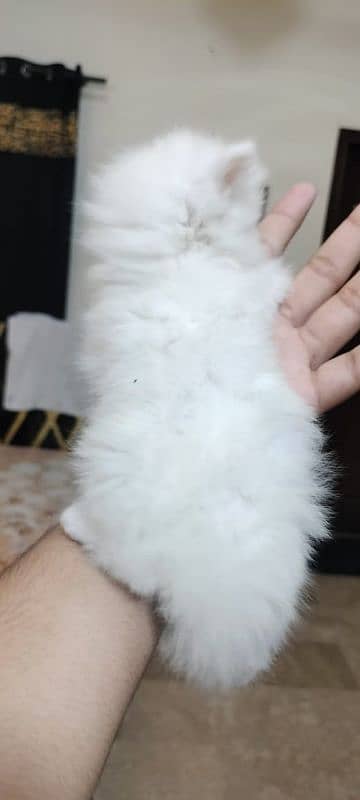 Persian kittens triple coat male, female 7