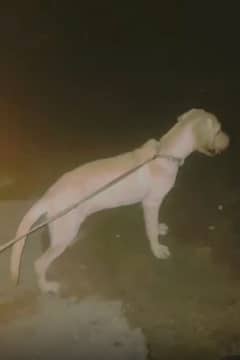 Labrador