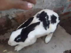 Rabbit For Sale