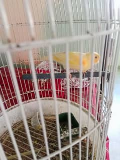 yellow musaic canary 0