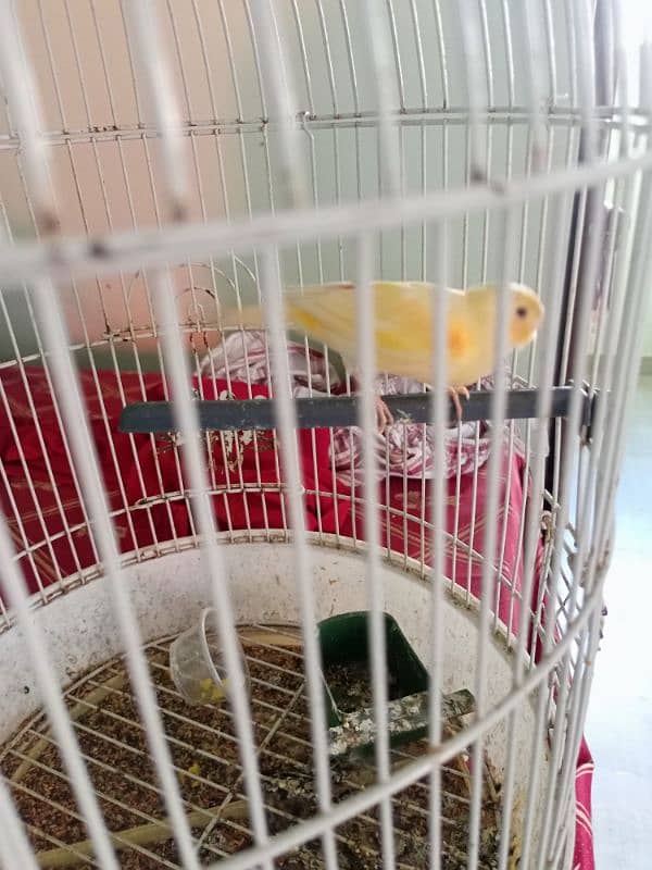 yellow musaic canary 0