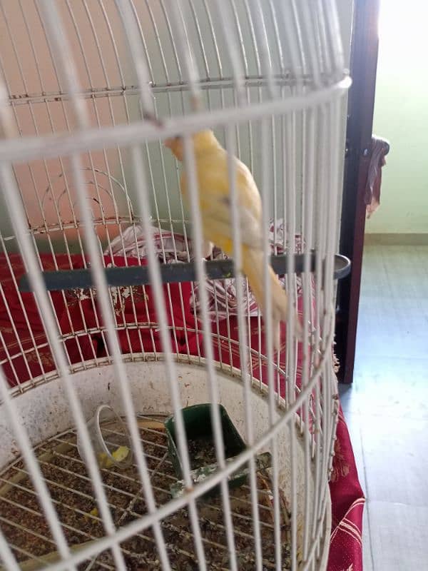 yellow musaic canary 1