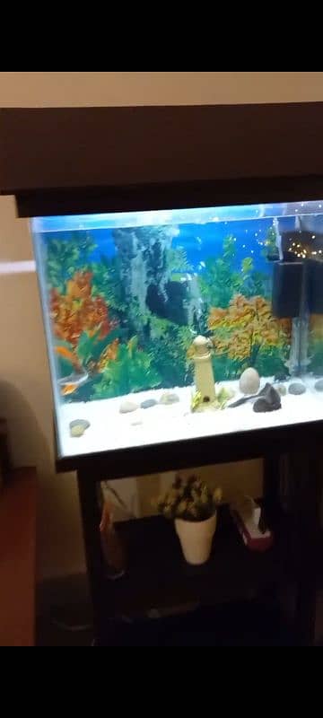 Fish Aquarium Only glass for Sale 1