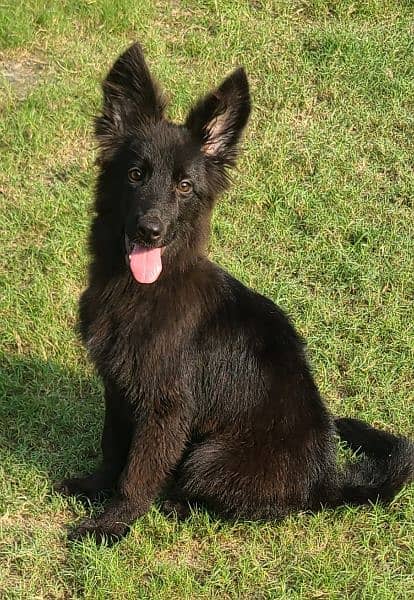 Black pup female available 3