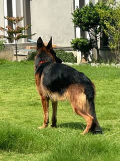 German shepherd female for sale 0