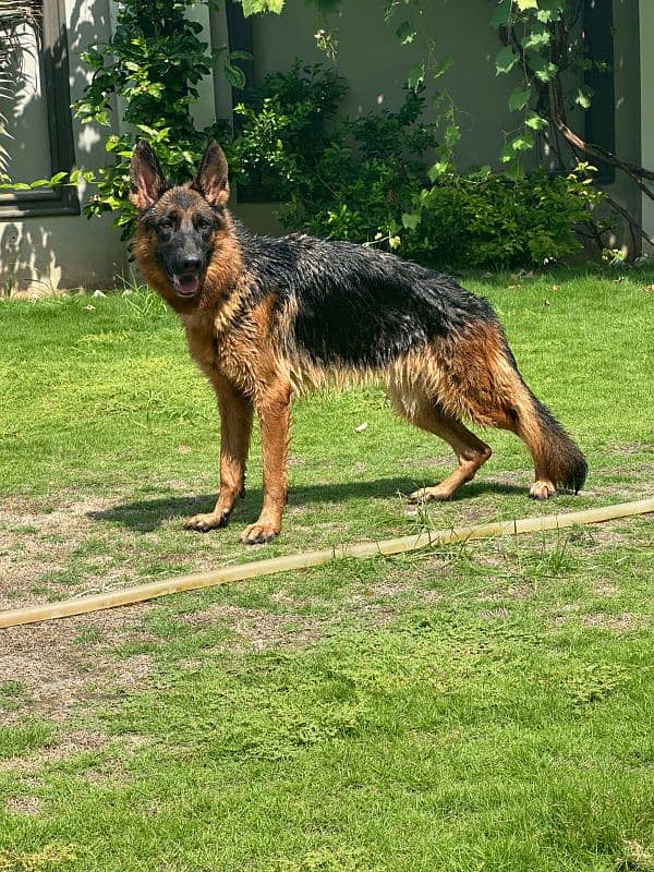 German shepherd female for sale 1