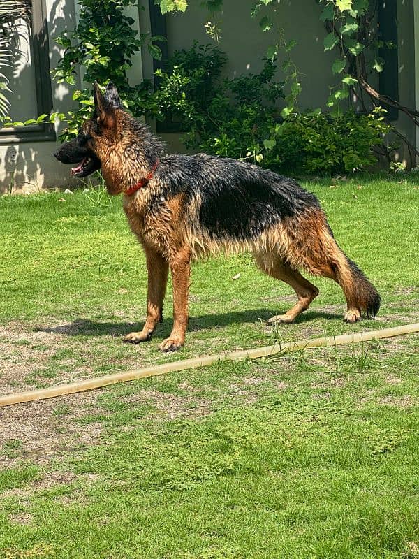 German shepherd female for sale 2