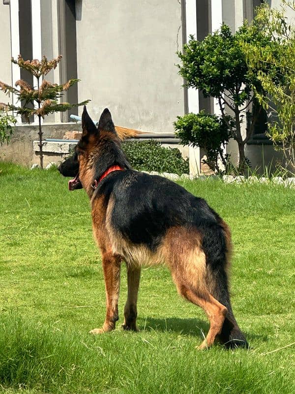 German shepherd female for sale 3