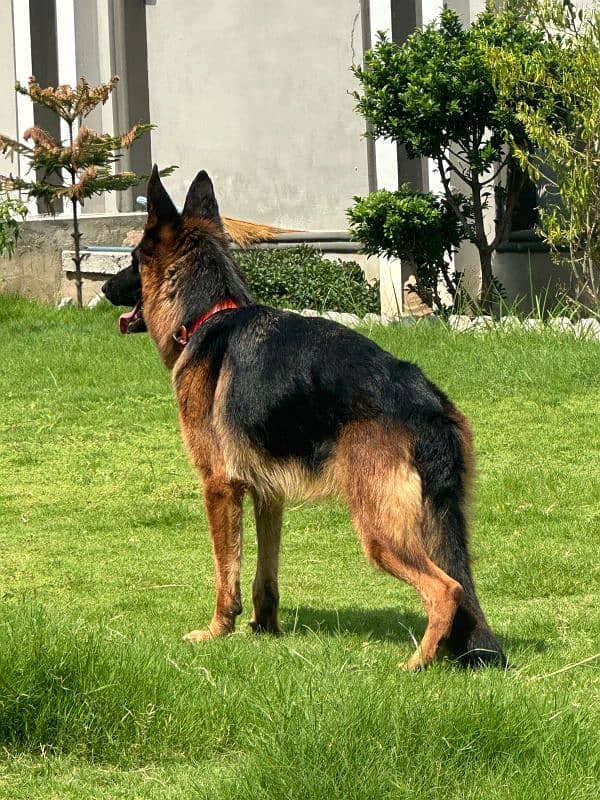 German shepherd female for sale 4