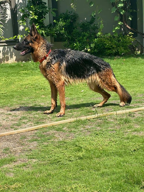 German shepherd female for sale 5