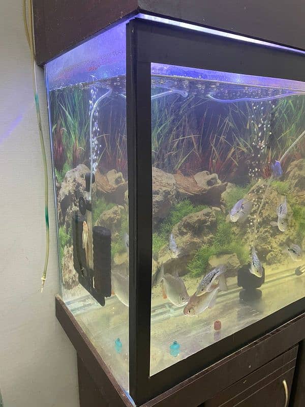 3ft Aquarium For Sale 2