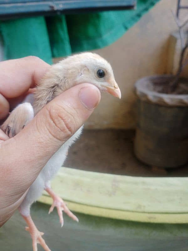 Shamo females and chicks or eggs 7