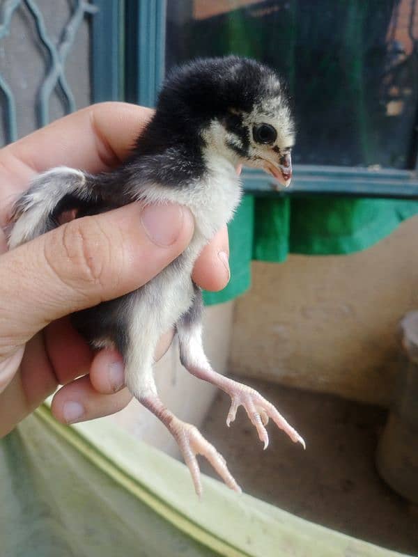 Shamo females and chicks or eggs 12