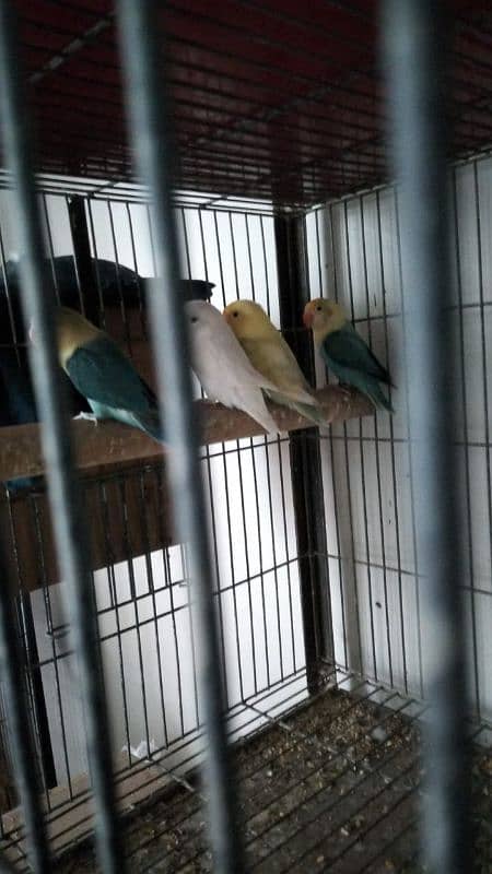 mix love birds breeding pairs 0