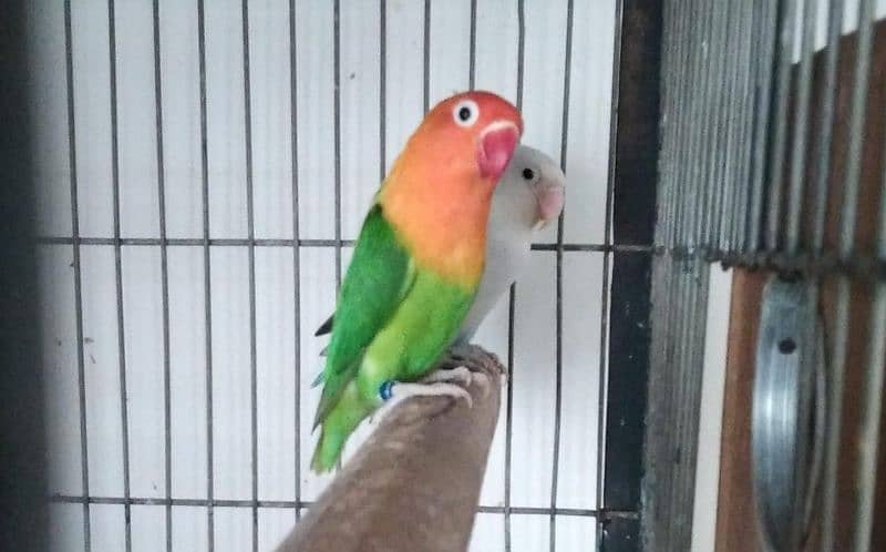 mix love birds breeding pairs 1