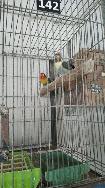 mix love birds breeding pairs 2