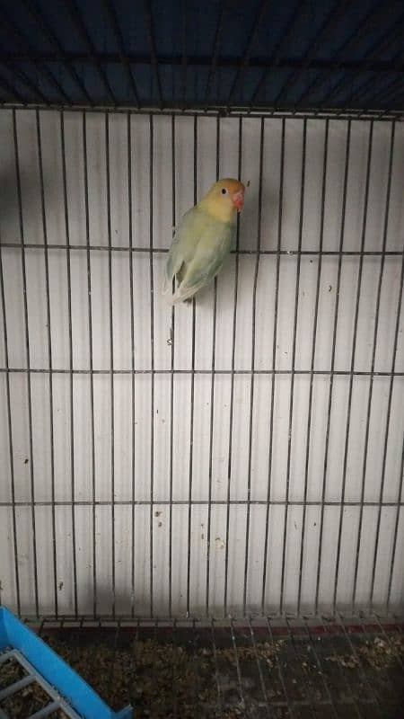 mix love birds breeding pairs 3