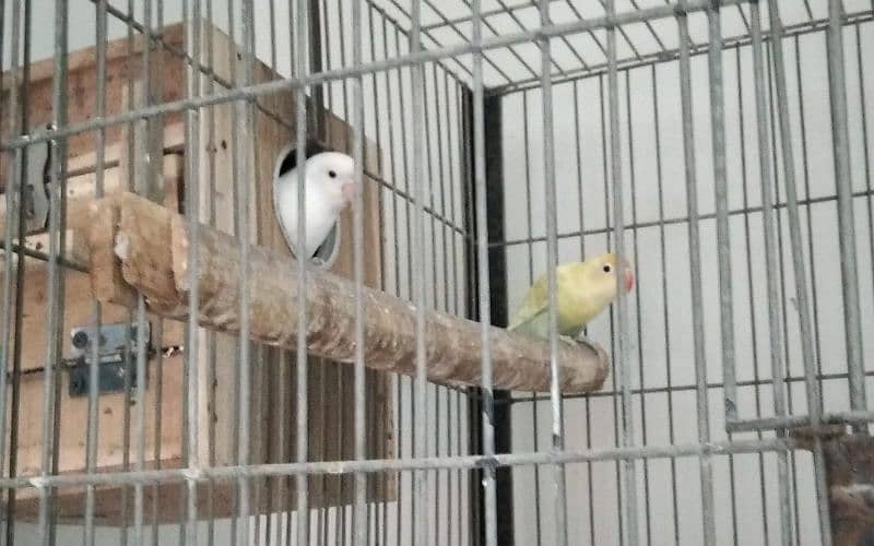 mix love birds breeding pairs 4